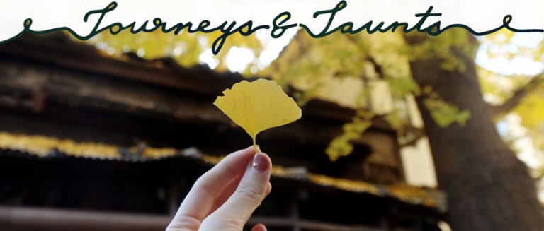 Read more about the article Gingko Leaves in Shenyang