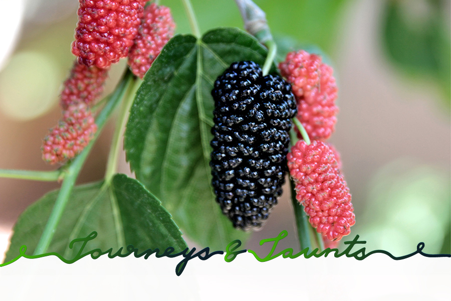 mulberries growing in China during Grain Buds, 8th out of 24 Chinese Solar terms