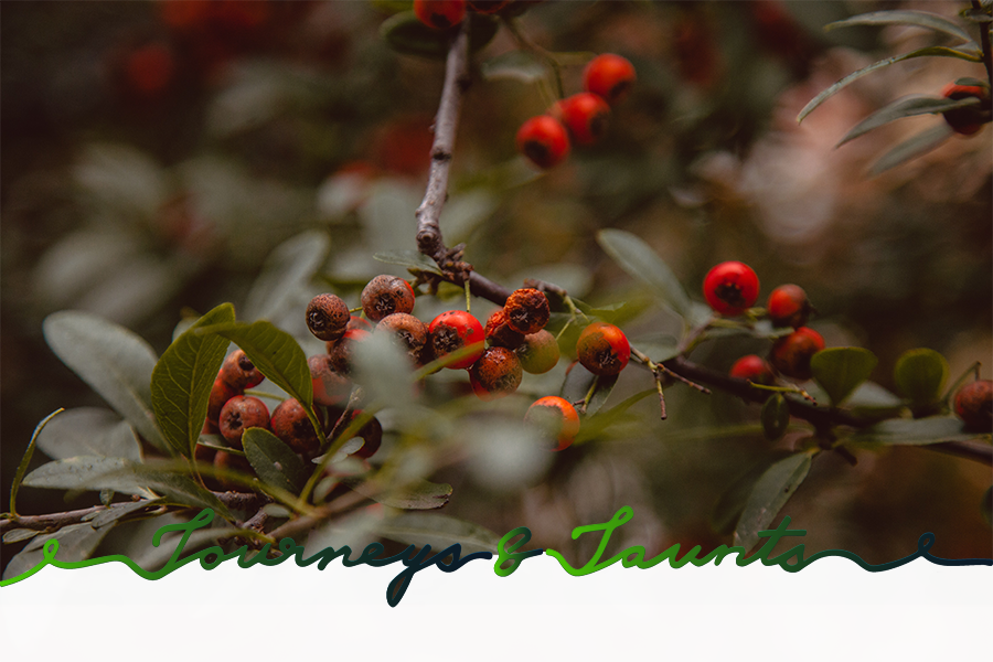 Hawthorn harvesting